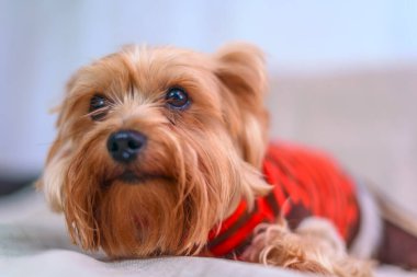 Yorkshire Teriyerinin Portresi