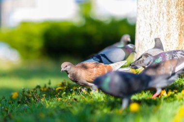 Yazın parkta çimlerin üzerinde bir ağacın altında güvercinler..
