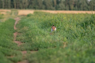 Jack Russell Terrier çayırda koşuyor..