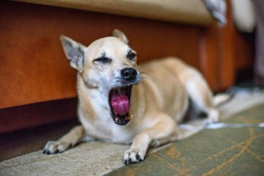 Halıdaki yaşlı evcil köpek