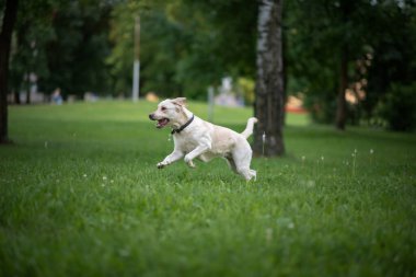 Genç bir labrador top için parkta koşuyor. Yakından çekilmiş..