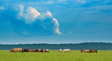 Bir at sürüsü yeşil bir arazide otluyor..