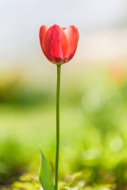 Güneşli bir yaz gününde çayırdaki bir çayırda lale. Yakından çekilmiş..