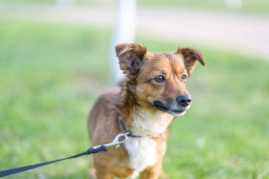 Parkta tasmalı bir köpek gezintisine çıkmış..