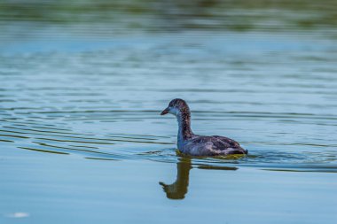 Yalnız bir ördek yazın gölde yüzer..