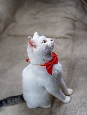 Beyaz evcil bir kedinin portresi