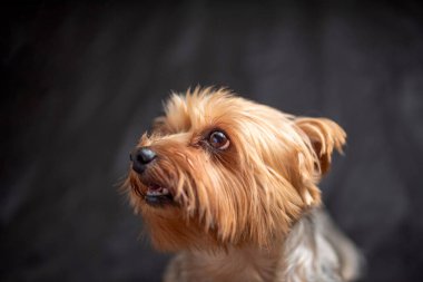 Yorkshire Terrier stüdyoda, karanlık bir arkaplanda. Fotoğraflı yakın plan..