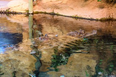 Hayvanat bahçesindeki timsah.