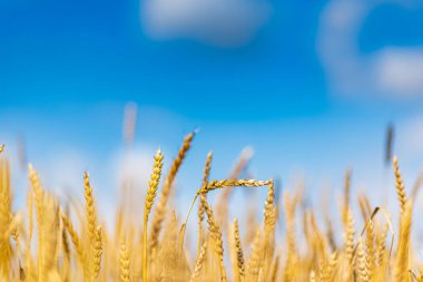 Olgun buğday tarlası. Gökyüzüne karşı çekilmiş..