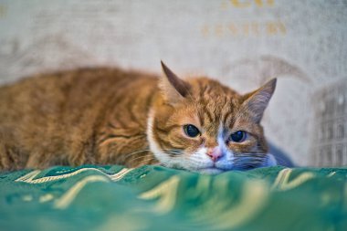 Kanepede yatan bir kedi yakın plan çekilir..