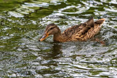 Sudaki ördeğin yakın plan portresi..