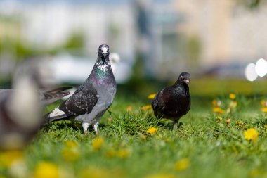 Parkta yazın çimlerin üzerinde güzel güvercinler.