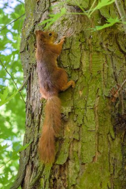 Sincap yazın parkta oynar..
