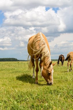 At çiftlikte otluyor.