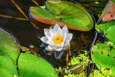 Ördek otunun arasında zambak