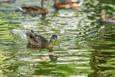 Ördekler gölette yüzer.