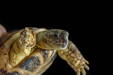 Kaplumbağa karanlık arka planda, yakın plan..