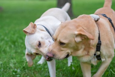 İki yavru labrador parkta çimlerde oynuyorlar..
