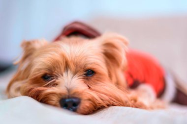 Yorkshire Teriyerinin Portresi