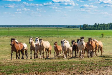 At sürüsü dört nala koşuyor..