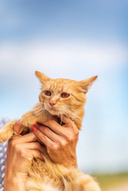 Zencefilli kedi insanın elinde. Yakından çekilmiş..