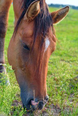 Çayırda otlayan şirin bir at..