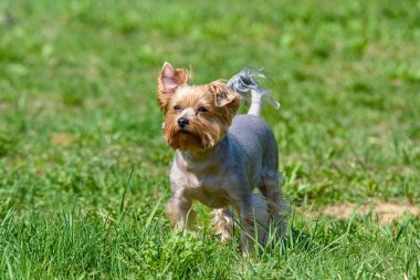 Yorkshire Teriyeri yeşil çimlerde oynuyor