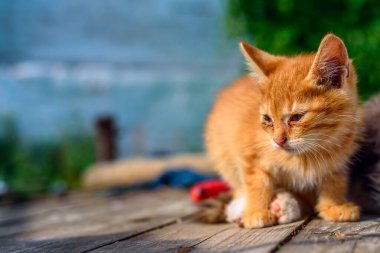 Zencefilli kedi yavrusuna bak.