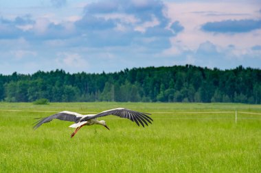 Bir leylek yaz otlağının üzerinde uçar. Fotoğraflı yakın plan..