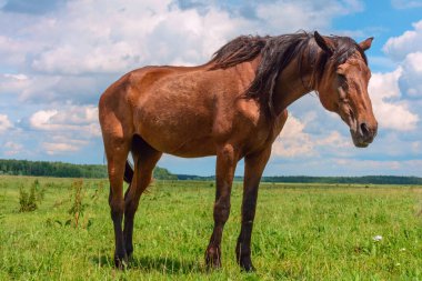 Bir yaz günü çayırda at otlatıyor..