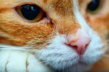 Evcil bir kedi makrosu ağızlığı.