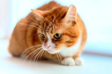 Pencere pervazındaki kedi