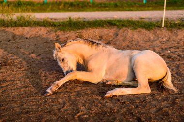 At çiftlikte yerde yatıyor.