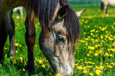 At tarlada karahindiba yiyor.