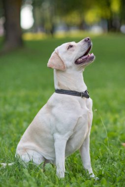 Bir yavru labrador parkta çimlerin üzerinde oturuyor..