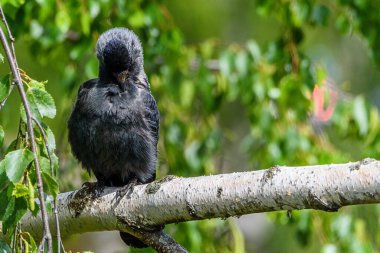 Karga tüyleri temizler. Bir dalda duruyor..