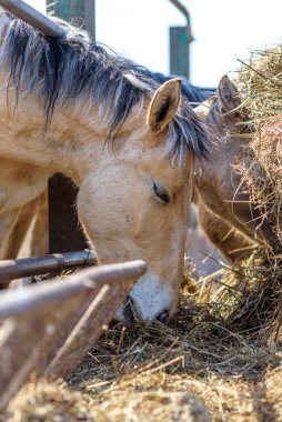Atlar güneşli bir günde samanlıkta yemek yerler..