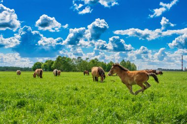 Yazın yeşil bir tarlada otlayan at sürüsü.
