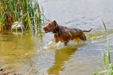 Islak Amerikan Kuyu Boğa Teriyeri yüzdükten sonra gölden çıkıyor..