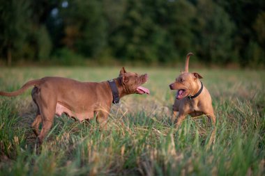 İki Amerikan pitbull teriyeri ormanın yakınındaki bir arazide oynuyorlar..