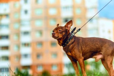 Küçük ev köpeğini yürüyüşe çıkardım..