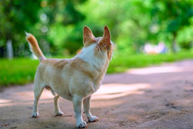 Chihuahua bahçede oynuyor.