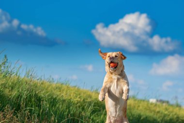 Fawn Labrador bir yaz sahasında topla oynuyor..