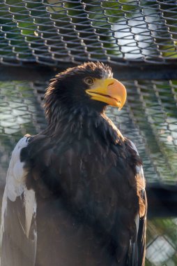 Kafesteki beyaz kuyruklu kartal portresi.