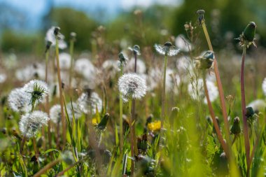 Güneşli bir günde karahindiba tarlası. Yakından çekilmiş..