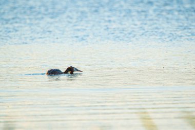 Yalnız bir ördek Chomga nehir boyunca yüzer. Fotoğraflı yakın plan..