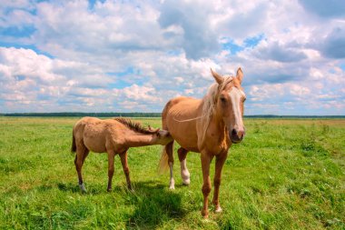 Çayırda otlayan iki bej at. 
