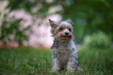 Terrier parktaki çimlerde oynuyor. Yakından çekilmiş..