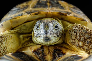 Kaplumbağa karanlık arka planda, yakın plan..