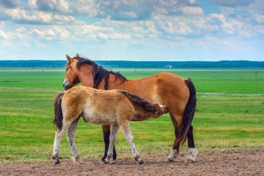Çayırda otlayan iki bej at. 